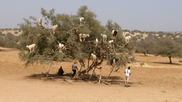 Arganbaum bei Essaouira mit Ziegen