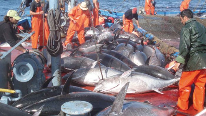 Essaouira -Anstieg der Fischanlandungen um 94 Prozent, Foto: barlamane.com