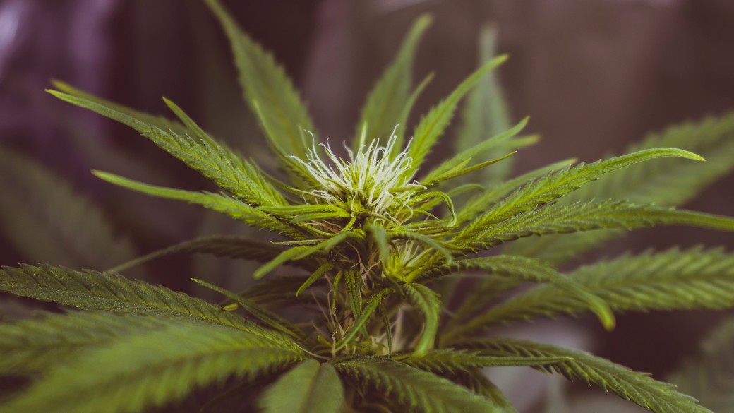 Cannabis für den medizinischen Gebrauch, Foto: Cannabis-Pflanze von Jose Luis Sanchez Pereyra auf unsplash.com