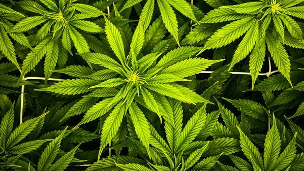 Marokko kürzt die Anbauflächen für Cannabis um 77%, Foto: Paul Einerhand auf unsplash.com