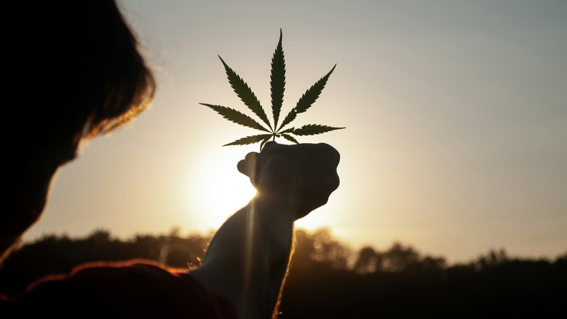 Die ersten legalen Cannabisernten bringen bis zu 14 Zentner pro Hektar, Foto: David Gabric auf unsplash.com
