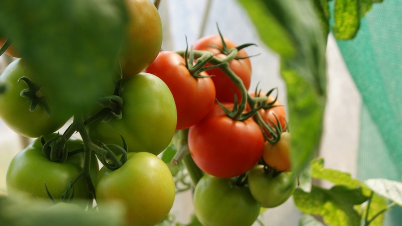 Tomaten, Foto: Dani California auf unsplash