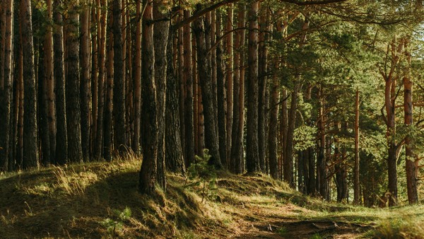 Waldschutz und Anpassung an den Klimawandel, Foto: Irina Iriser auf unsplash