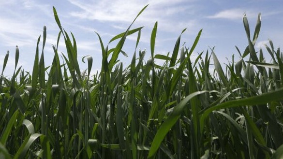 Pflanzen gegen den Hunger, Foto barlamantoday.com