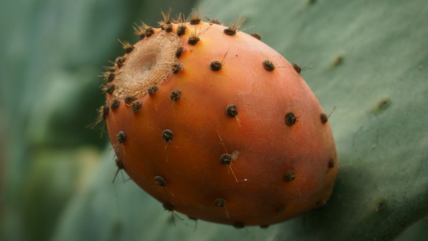 Projekt zur Wiederherstellung von Kaktusplantagen, Foto: Earl Wilcox auf unsplash.com