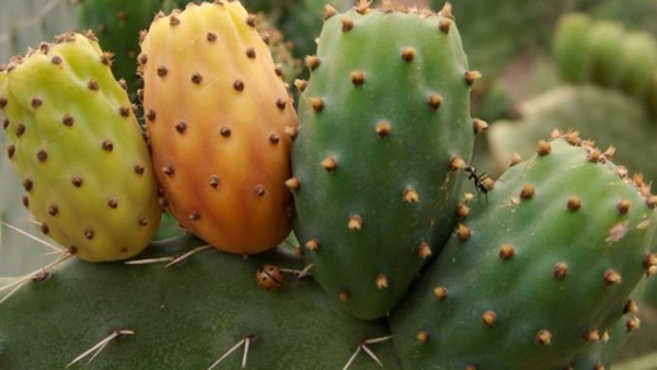 Projekt zur Wiederherstellung von Kaktusplantagen, Foto: laverite.ma