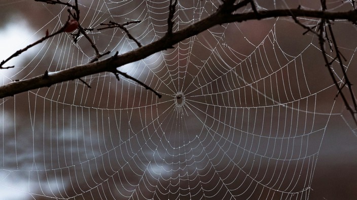Spinnennetz. Foto von Nicole Bomar auf Unsplash Spinnennetz. Foto von Nicole Bomar auf Unsplash
