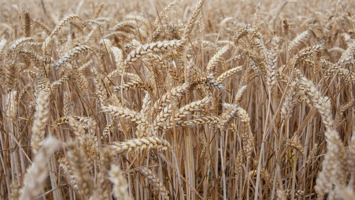 Gerste. Foto von Crispin Jones auf unsplash1 Gerste. Foto von Crispin Jones auf unsplash